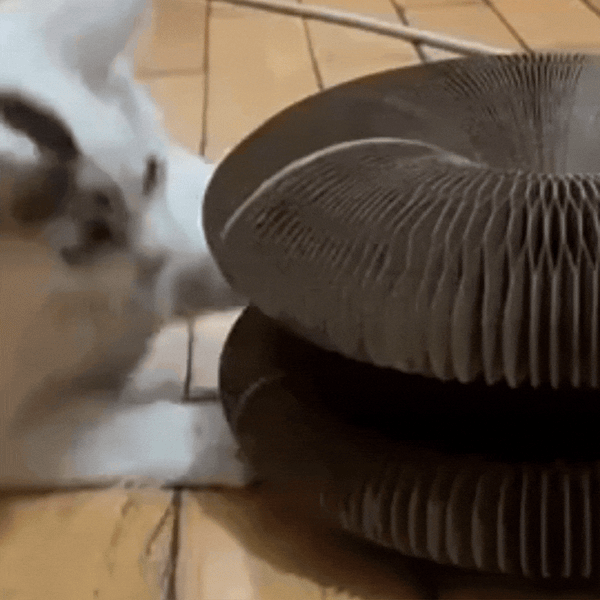 Purrfect Playmate